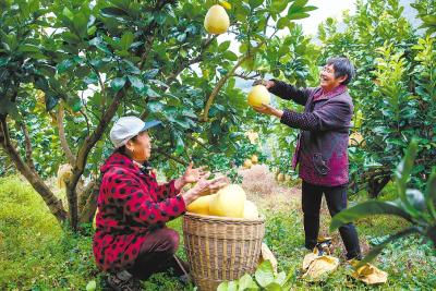 恩施宣恩贡水白柚长成致富果 总产值达2.5亿元