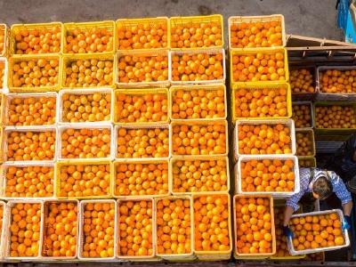 宜昌秭归：冬季脐橙丰收上市