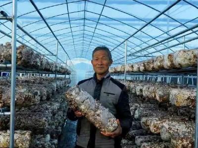 配套升级助推香菇产业发展 随县吉祥寺村打造实力菇乡
