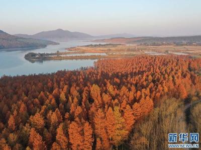 湖北京山：水上“火焰” 燃烧冬日
