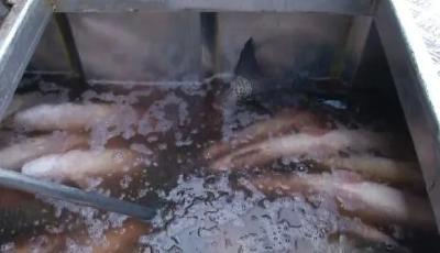 年前，淡水鱼价格平稳！