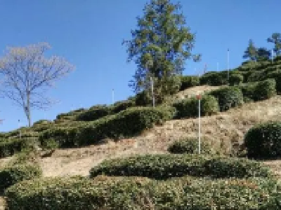 新洲城楼寨变身茶园滋养一方百姓