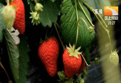 如何预防草莓僵化果？