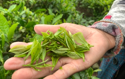 宜昌长阳鸭子口打造高山有机茶及发展果业增收