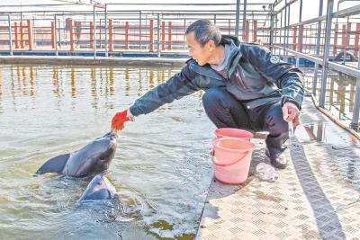 渔民把家安在网箱边守护江豚 饲养“国宝”13年见证长江生态变好