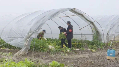 汉川成立蔬菜协会打造绿色生态高效现代蔬菜产业
