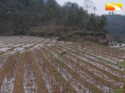 帮林农再鼓“钱袋子” 十项湖北林业科技成果免费在线分享