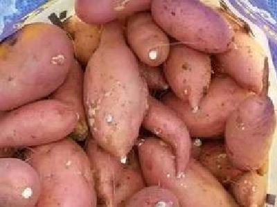 宜城邮政二十天卖出红薯1800万斤