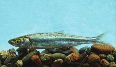 鱇浪白鱼入选全国水产10大优异种质资源