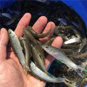 丹江口水库鱼类增殖放流首次达到设计规模 325万尾鱼苗在水库“安家”
