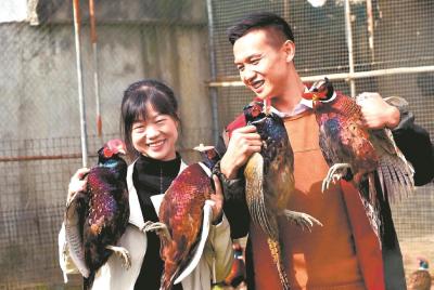 80后夫妻南漳山村驯养“七彩山鸡”