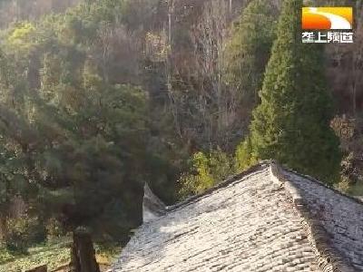 千年传奇罗汉松 记载历史传承文化