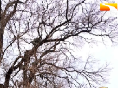 十二代人守护“鸳鸯树” 传承百年“生态家风”