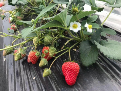 冬季草莓如何保根？草莓冬季保根措施