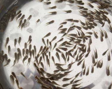 放养密度和放养时间把握好养殖不愁干不好！