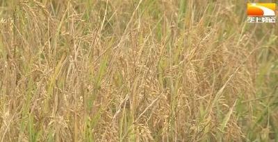 水稻生产植保机械管理使用技术要点