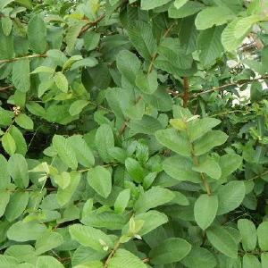 只要一点，这种叶子，对于虾的生长、抗病性，帮助实在太大了！