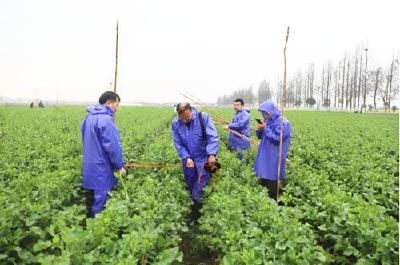 武汉农业专家急赴田间指导蔬菜生产