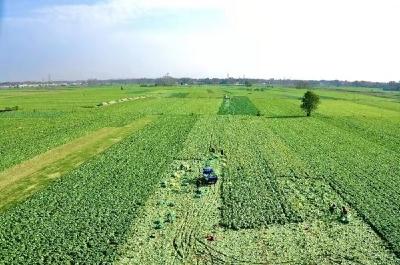 宜城蔬菜产业提档升级助力农民增收