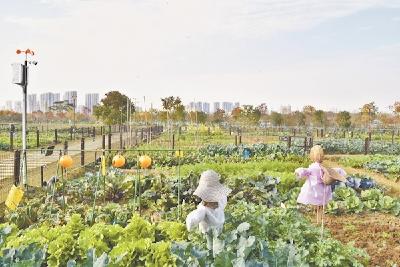 亲自耕种亲自施肥 124位“都市农夫”实现田园梦