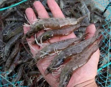 对虾会“感冒”吗？