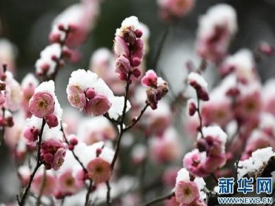 大寒时节 襄阳保康雪后梅花美如画