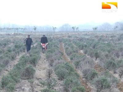 从种植到加工 迷迭香产业“香飘”乡亲致富路