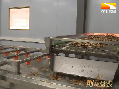 精深加工促发展 小香菇融通大链条