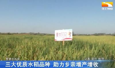三大优质水稻品种 助力乡亲增产增收