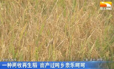 一种两收再生稻 亩产过吨乡亲乐呵呵