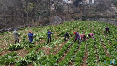 襄阳南漳：“冬闲田”里种蔬菜 农民乐开怀