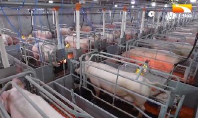 一企一策 湖北5000万元资金奖补生猪产业链