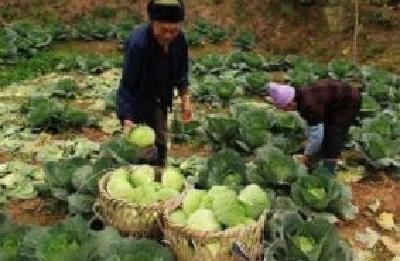 村民入股种蔬菜人均纯收入过2万元