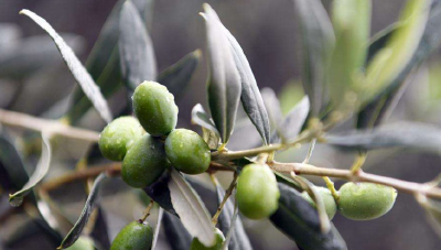 十堰女能人带动农户种植橄榄树近5万亩