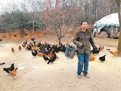残疾汉子背井离乡搞养殖 1400多只土鸡滞销寻买家