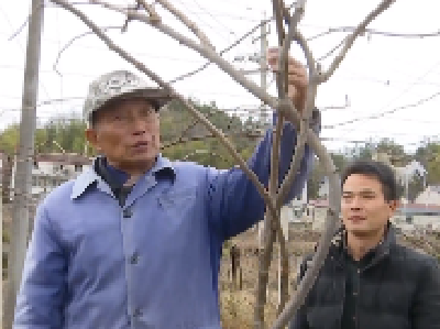 黄冈73岁农艺师退而不休 只为种好猕猴桃