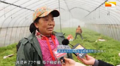 保障武汉“菜篮子”供应充足 农技专家冒雪田间指导