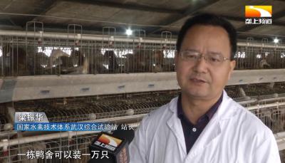 赶鸭上架 土猪家养 湖北畜禽品种选育取得新突破