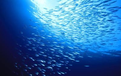 缺氧会触发鱼类产卵？研究人员找到了新证据！