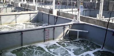 生物絮团养虾，真的可以高产吗？