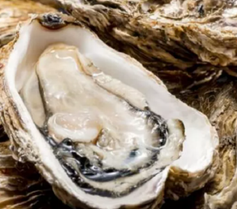 一提牡蛎就想到吃？牡蛎：万万没想到我的贡献远不止于此