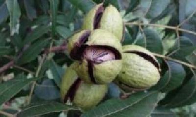 湖北薄壳山核桃研究取得重大成果