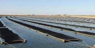 低温阴雨天前后南美白对虾塘危机管理技巧有哪些？