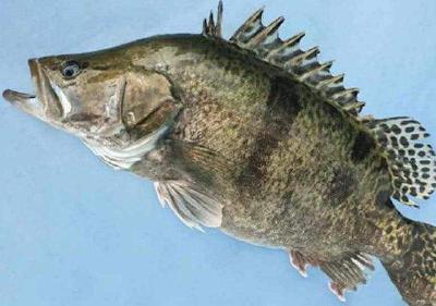 涨涨涨！加州鲈一天一个价，38块也难收到鳜鱼？黑鱼黄骨鮰鱼稳中有涨