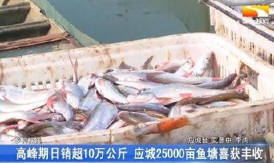 高峰期日销超10万公斤 25000亩鱼池喜获丰收