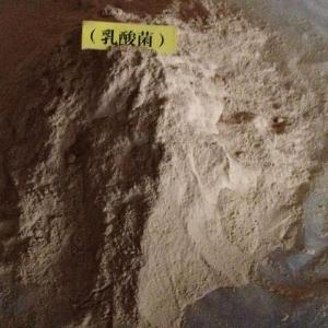 看完这篇您会对水产养殖中乳酸菌作用有一个清晰认识