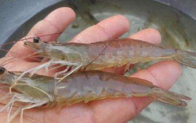 弧菌爆发、亚盐中毒、软壳偷死！近期虾病集中爆发冲击行情，调水杀菌成养殖户首要目标！