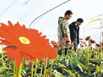 小伙返乡建鲜花基地 梁子湖畔600多亩撂荒地变花海