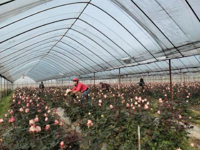 黄石大冶：做强鲜花产业 助力乡村振兴