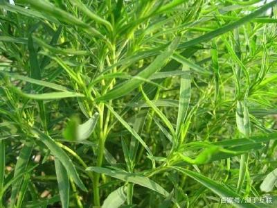 草药在养虾当中，妙用无穷